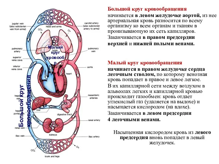 Большой круг кровообращения начинается в левом желудочке аортой, из нее артериальная кровь разносится