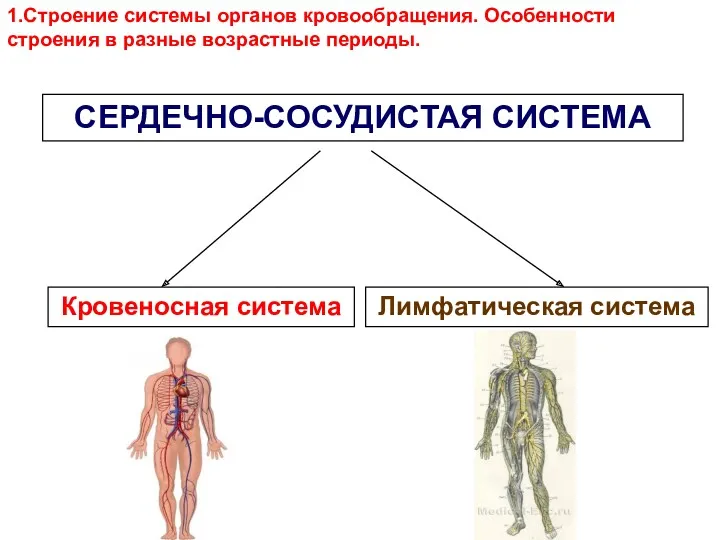 1.Строение системы органов кровообращения. Особенности строения в разные возрастные периоды. СЕРДЕЧНО-СОСУДИСТАЯ СИСТЕМА Кровеносная система Лимфатическая система