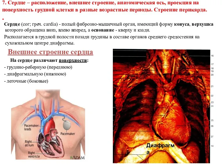 7. Сердце – расположение, внешнее строение, анатомическая ось, проекция на поверхность грудной клетки