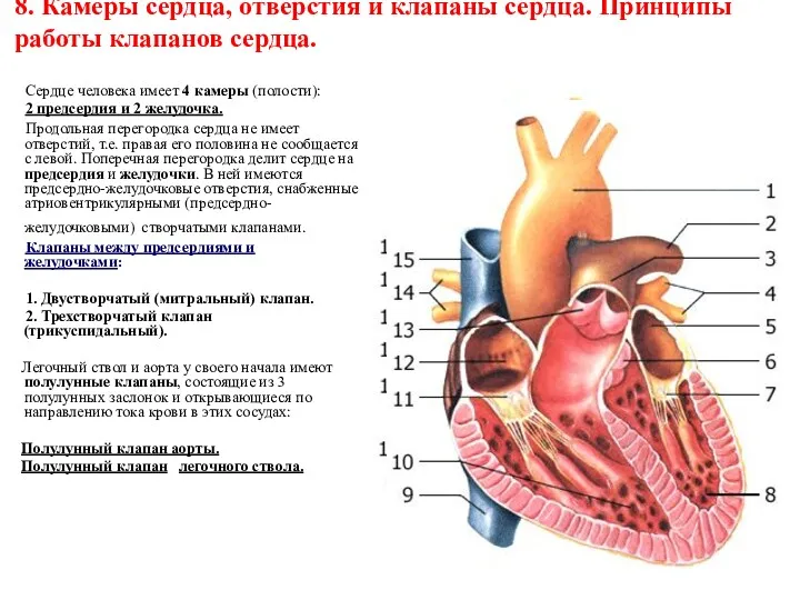 8. Камеры сердца, отверстия и клапаны сердца. Принципы работы клапанов сердца. Сердце человека
