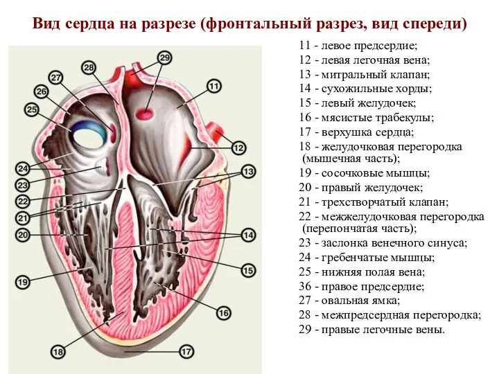 Вид сердца на разрезе (фронтальный разрез, вид спереди) 11 - левое предсердие; 12