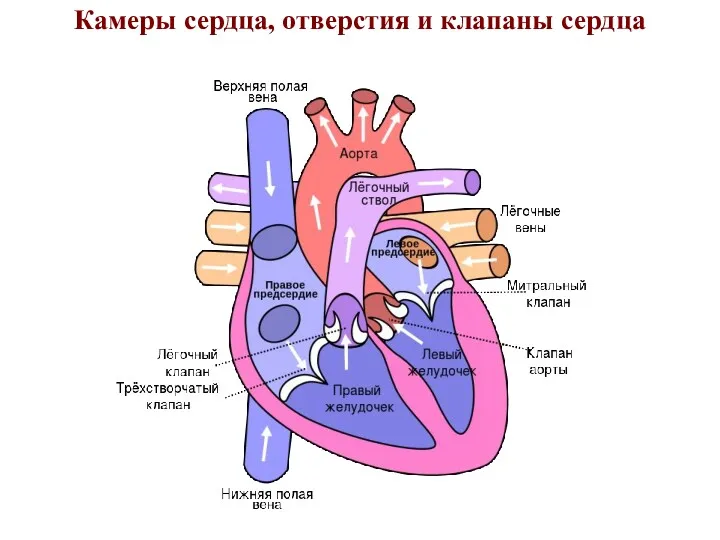 Камеры сердца, отверстия и клапаны сердца