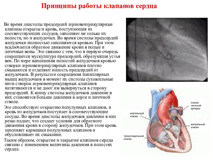 Принципы работы клапанов сердца Во время диастолы предсердий атриовентрикулярные клапаны открыты и кровь,
