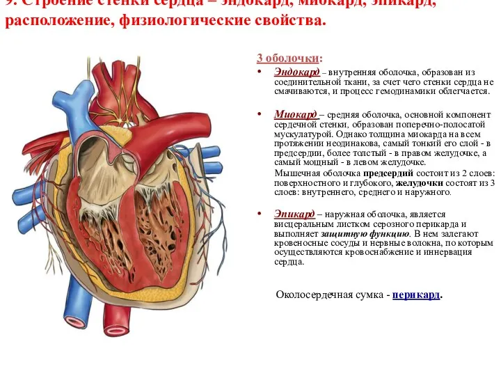 9. Строение стенки сердца – эндокард, миокард, эпикард, расположение, физиологические свойства. 3 оболочки: