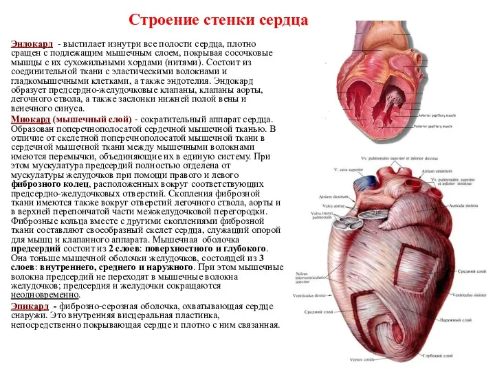 Строение стенки сердца Эндокард - выстилает изнутри все полости сердца, плотно сращен с