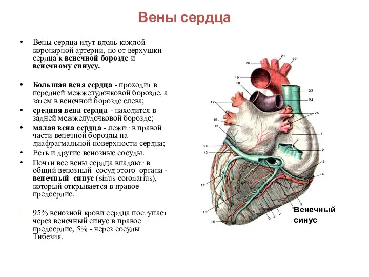 Вены сердца Вены сердца идут вдоль каждой коронарной артерии, но от верхушки сердца