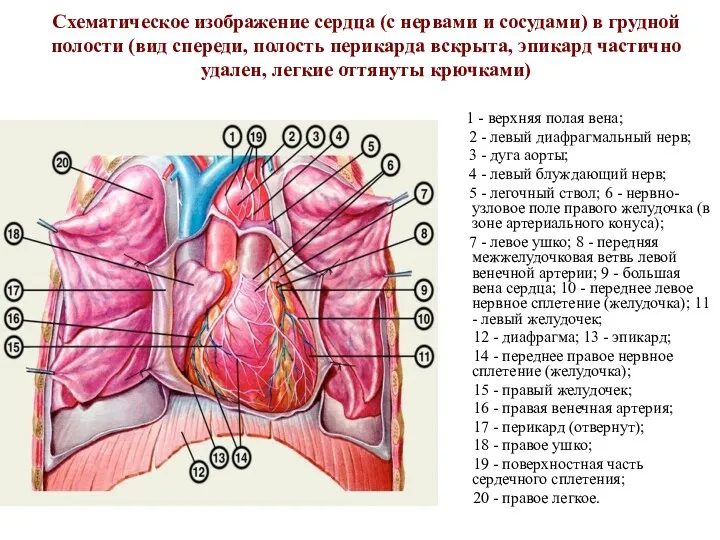 Схематическое изображение сердца (с нервами и сосудами) в грудной полости (вид спереди, полость
