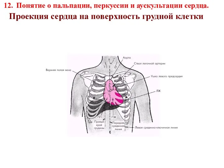 12. Понятие о пальпации, перкуссии и аускультации сердца. Проекция сердца на поверхность грудной клетки
