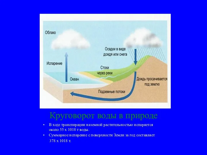 Круговорот воды в природе В ходе транспирации наземной растительностью испаряется около 55 х