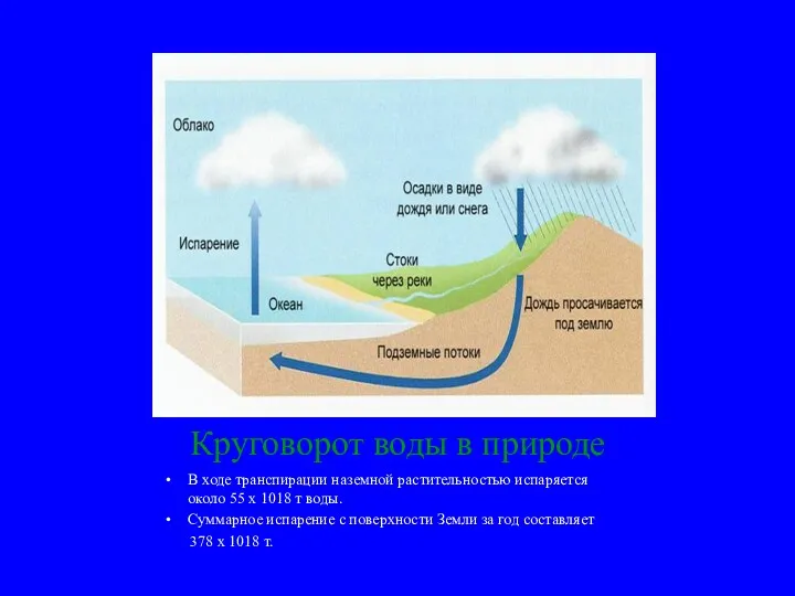 Круговорот воды в природе В ходе транспирации наземной растительностью испаряется