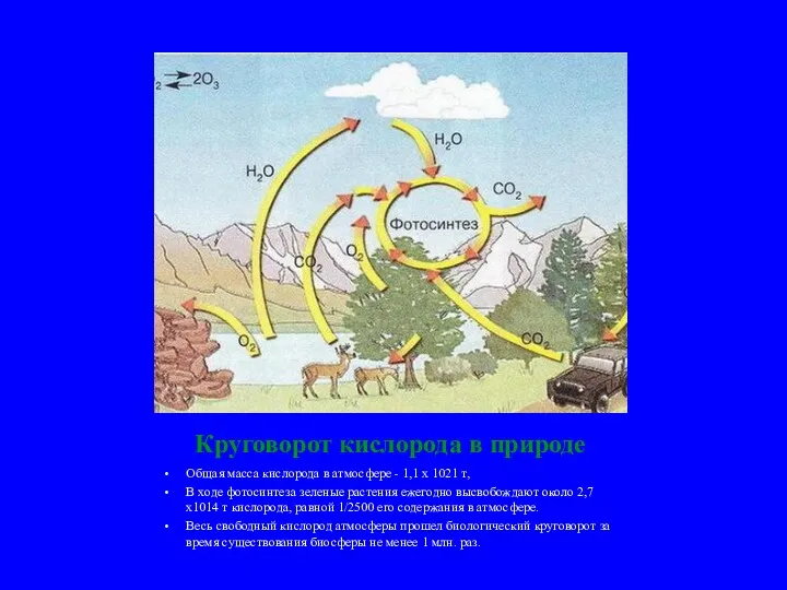 Круговорот кислорода в природе Общая масса кислорода в атмосфере - 1,1 х 1021