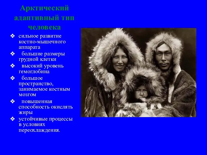 Арктический адаптивный тип человека сильное развитие костно-мышечного аппарата большие размеры