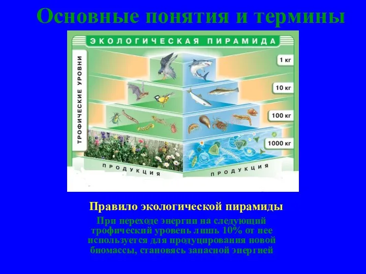 Правило экологической пирамиды При переходе энергии на следующий трофический уровень лишь 10% от