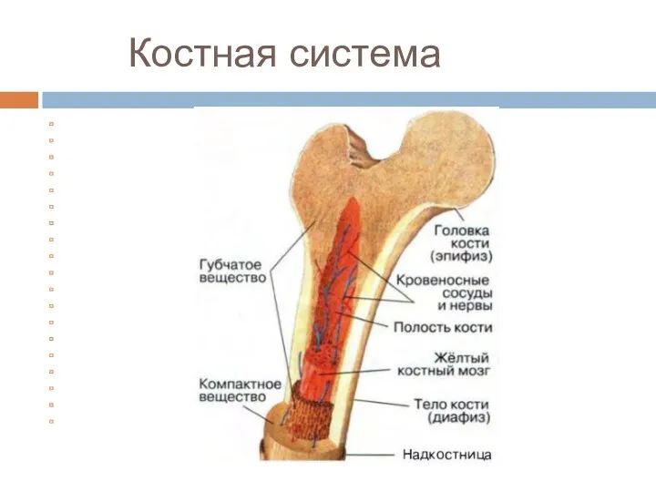 Костная система