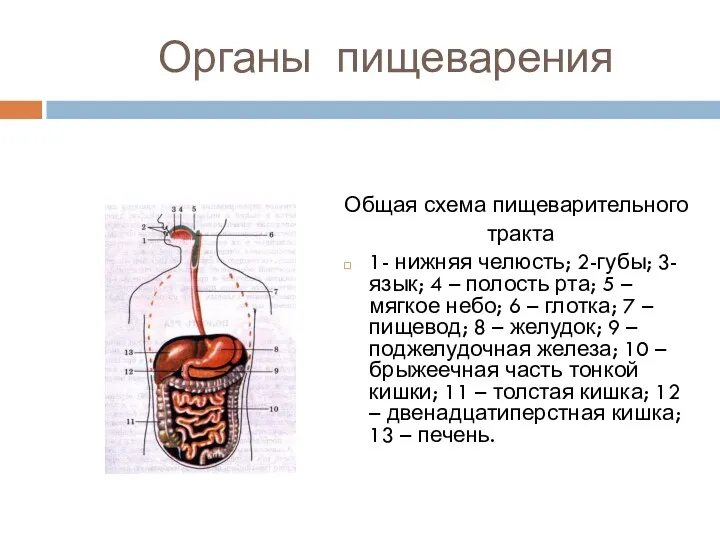 Органы пищеварения Общая схема пищеварительного тракта 1- нижняя челюсть; 2-губы;