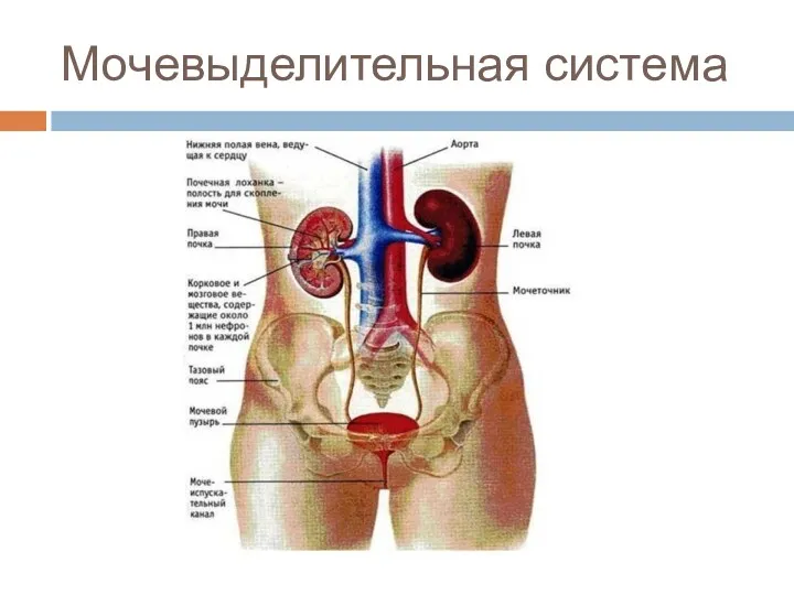 Мочевыделительная система