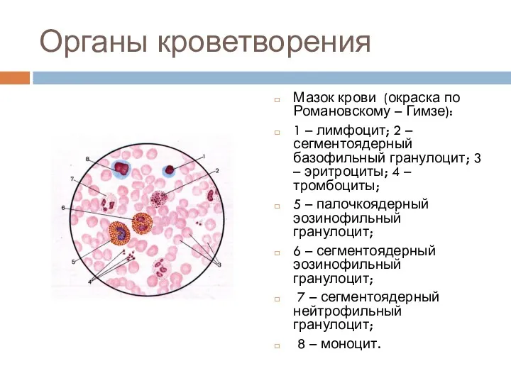 Органы кроветворения Мазок крови (окраска по Романовскому – Гимзе): 1