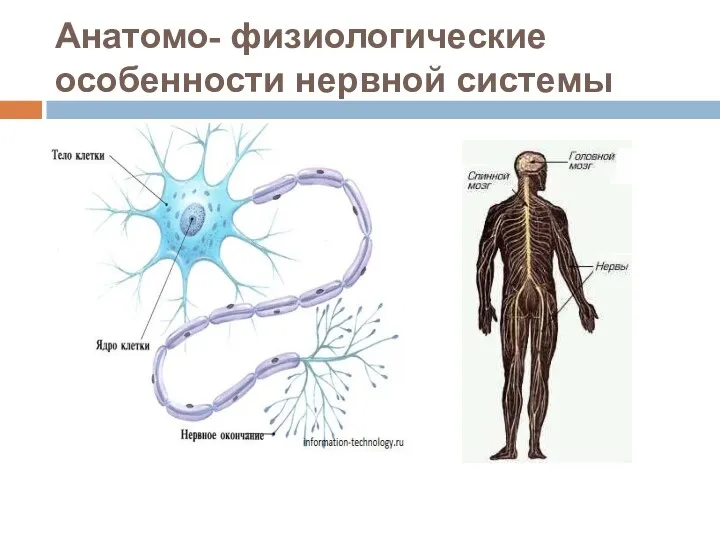 Анатомо- физиологические особенности нервной системы