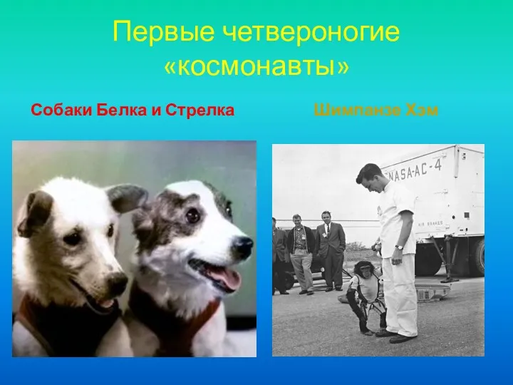 Первые четвероногие «космонавты» Собаки Белка и Стрелка Шимпанзе Хэм