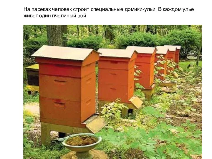 На пасеках человек строит специальные домики-ульи. В каждом улье живет один пчелиный рой