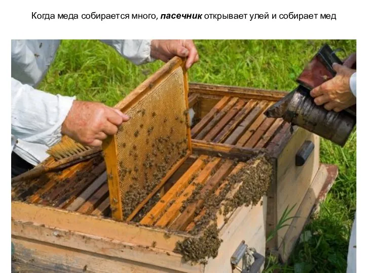 Когда меда собирается много, пасечник открывает улей и собирает мед