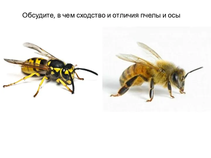 Обсудите, в чем сходство и отличия пчелы и осы