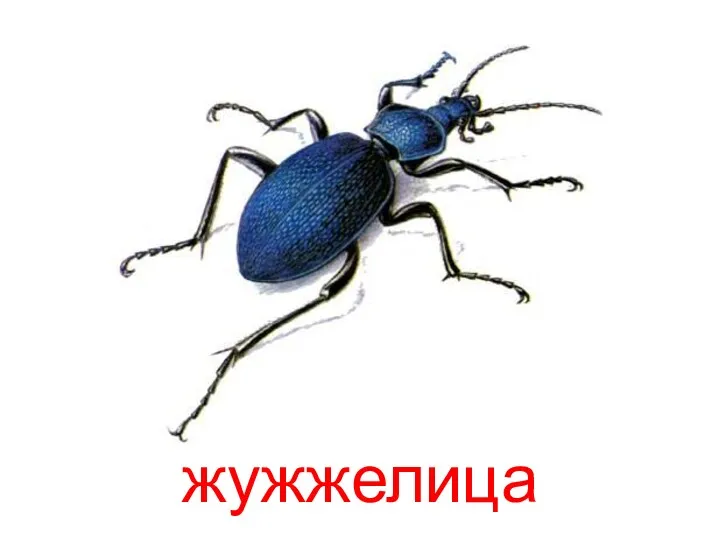 жужжелица