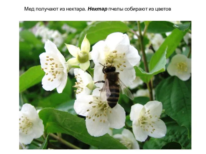 Мед получают из нектара. Нектар пчелы собирают из цветов