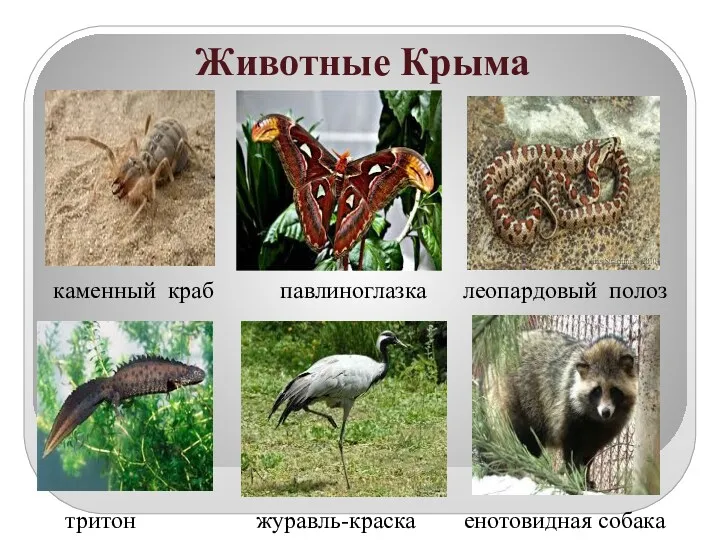 Животные Крыма каменный краб павлиноглазка леопардовый полоз тритон журавль-краска енотовидная собака