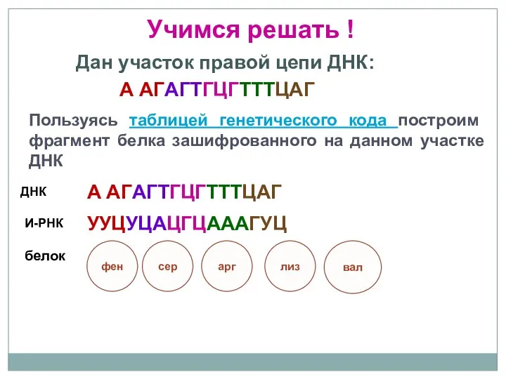 Дан участок правой цепи ДНК: Пользуясь таблицей генетического кода построим