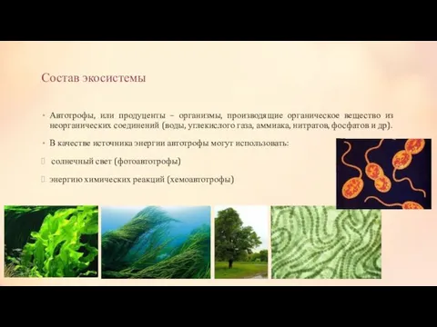 Состав экосистемы Автотрофы, или продуценты – организмы, производящие органическое вещество