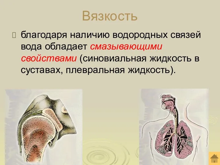 Вязкость благодаря наличию водородных связей вода обладает смазывающими свойствами (синовиальная жидкость в суставах, плевральная жидкость).