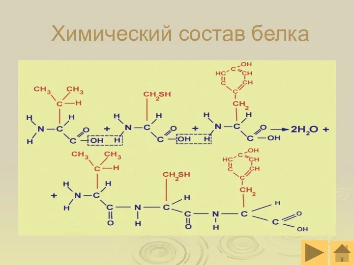 Химический состав белка