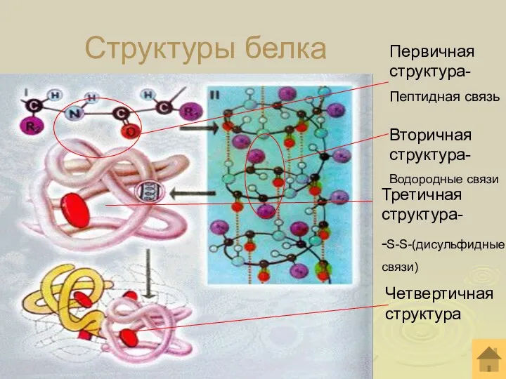 Структуры белка Первичная структура- Пептидная связь Вторичная структура- Водородные связи Третичная структура- -S-S-(дисульфидные связи) Четвертичная структура