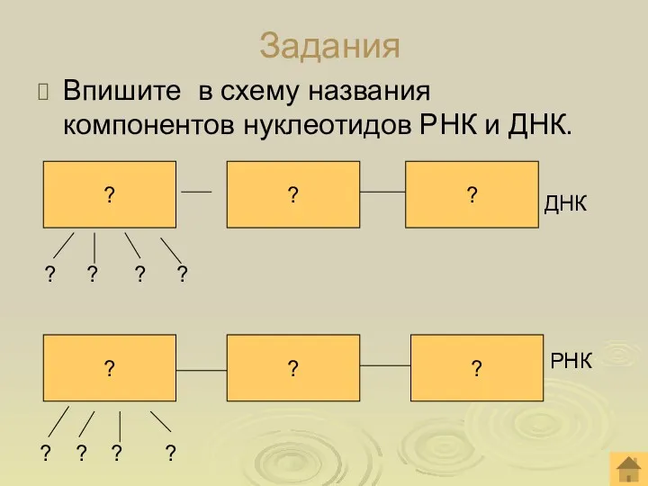 Задания Впишите в схему названия компонентов нуклеотидов РНК и ДНК.