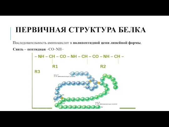 ПЕРВИЧНАЯ СТРУКТУРА БЕЛКА Последовательность аминокислот в полипептидной цепи линейной формы. Связь – пептидная –CO–NH–