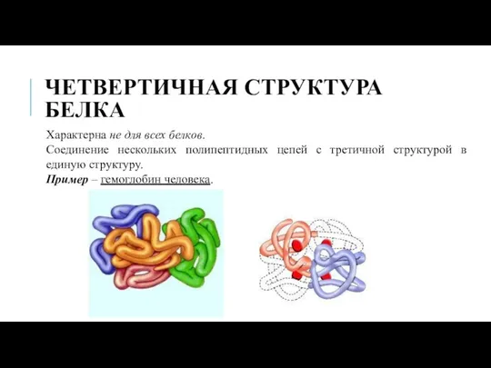 ЧЕТВЕРТИЧНАЯ СТРУКТУРА БЕЛКА Характерна не для всех белков. Соединение нескольких