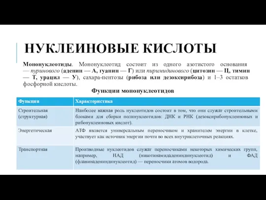 НУКЛЕИНОВЫЕ КИСЛОТЫ Мононуклеотиды. Мононуклеотид состоит из одного азотистого основания —