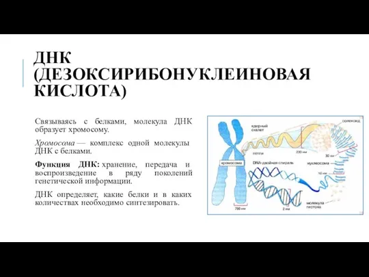 ДНК (ДЕЗОКСИРИБОНУКЛЕИНОВАЯ КИСЛОТА) Связываясь с белками, молекула ДНК образует хромосому.