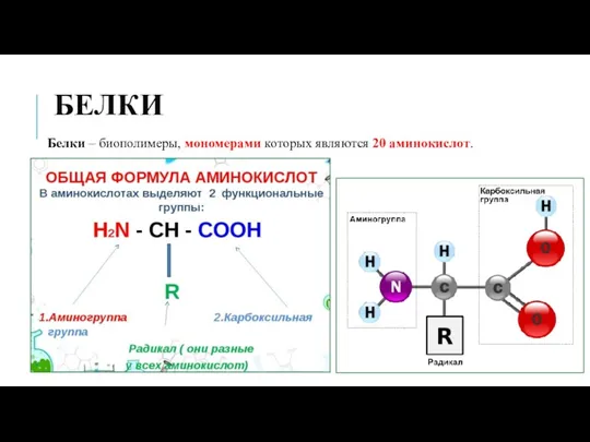 БЕЛКИ Белки – биополимеры, мономерами которых являются 20 аминокислот.