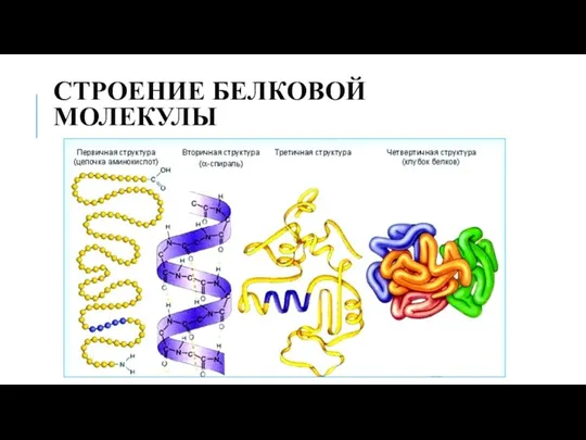 СТРОЕНИЕ БЕЛКОВОЙ МОЛЕКУЛЫ