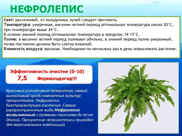 НЕФРОЛЕПИС Свет: рассеянный, от полуденных лучей следует притенять. Температура: умеренная,