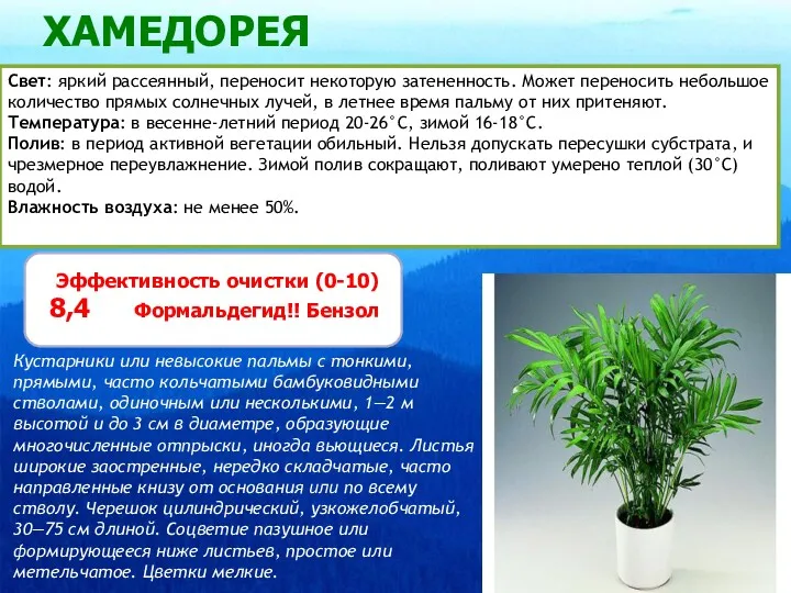 ХАМЕДОРЕЯ Свет: яркий рассеянный, переносит некоторую затененность. Может переносить небольшое