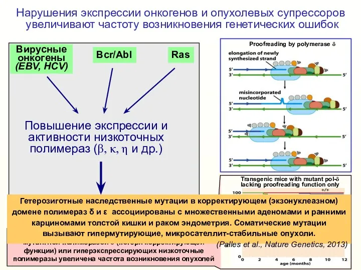 Нарушения экспрессии онкогенов и опухолевых супрессоров увеличивают частоту возникновения генетических