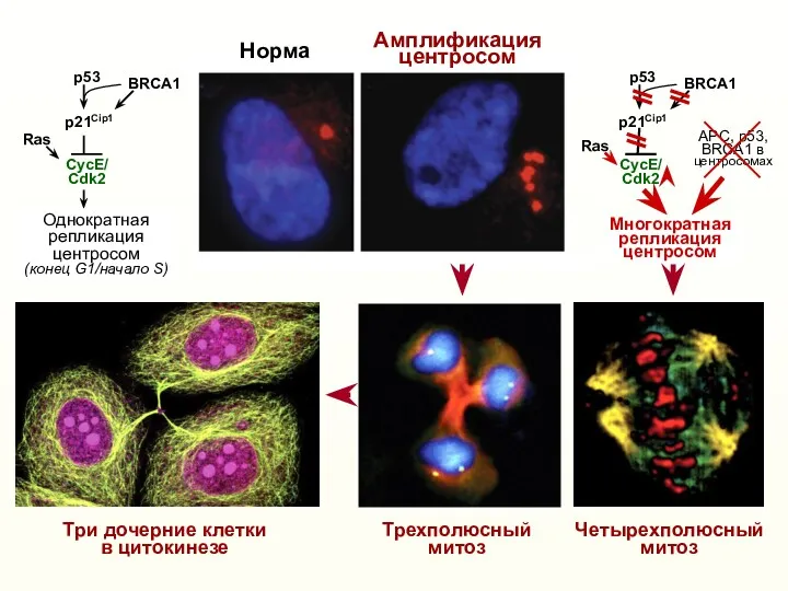 Трехполюсный митоз Амплификация центросом Норма p21Cip1 CycE/ Cdk2 Многократная репликация