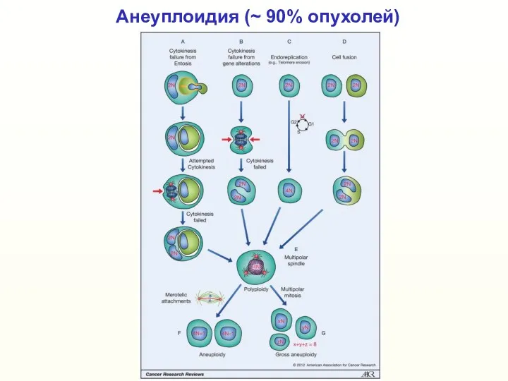 Анеуплоидия (~ 90% опухолей)