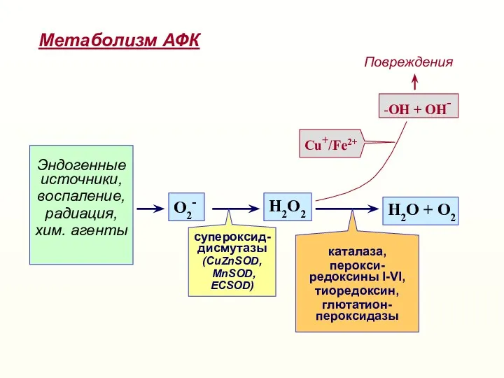 Эндогенные источники, воспаление, радиация, хим. агенты О2- Н2О2 Н2О +