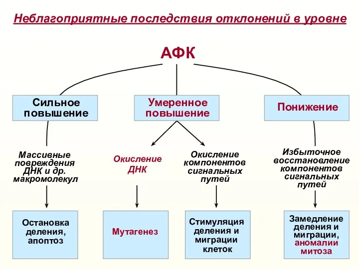 АФК Окисление ДНК Окисление компонентов сигнальных путей Массивные повреждения ДНК