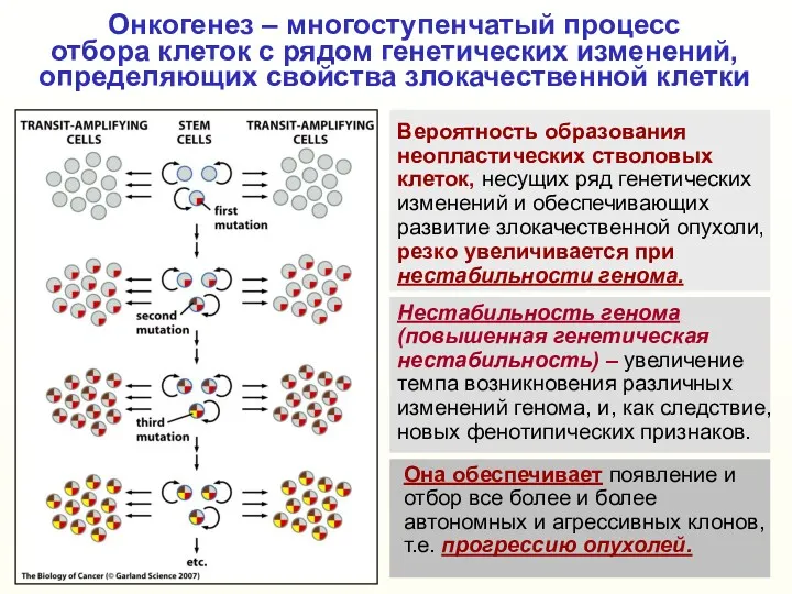 Онкогенез – многоступенчатый процесс отбора клеток с рядом генетических изменений, определяющих свойства злокачественной клетки