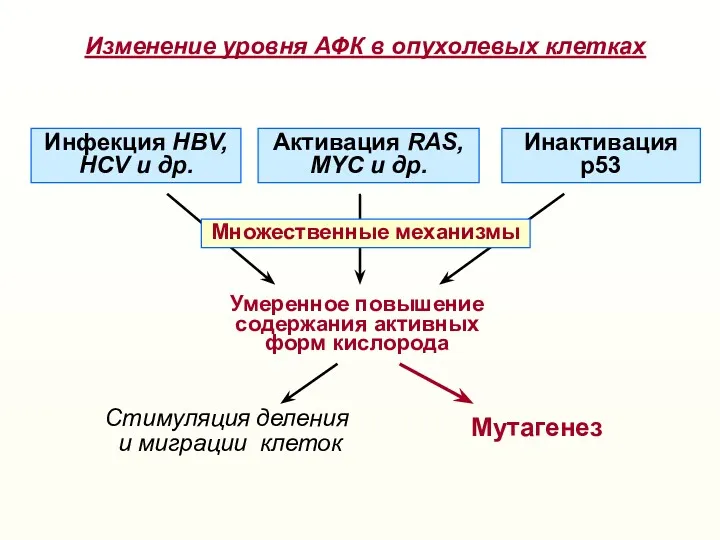 Умеренное повышение содержания активных форм кислорода Активация RAS, МYC и